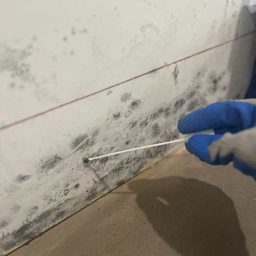 Mold Inspection
